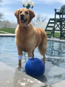 dog training in pool